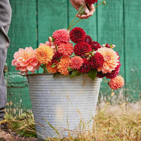 4 Week Dahlia Share - September 2024