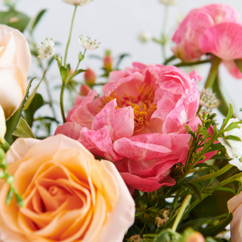 Rosa