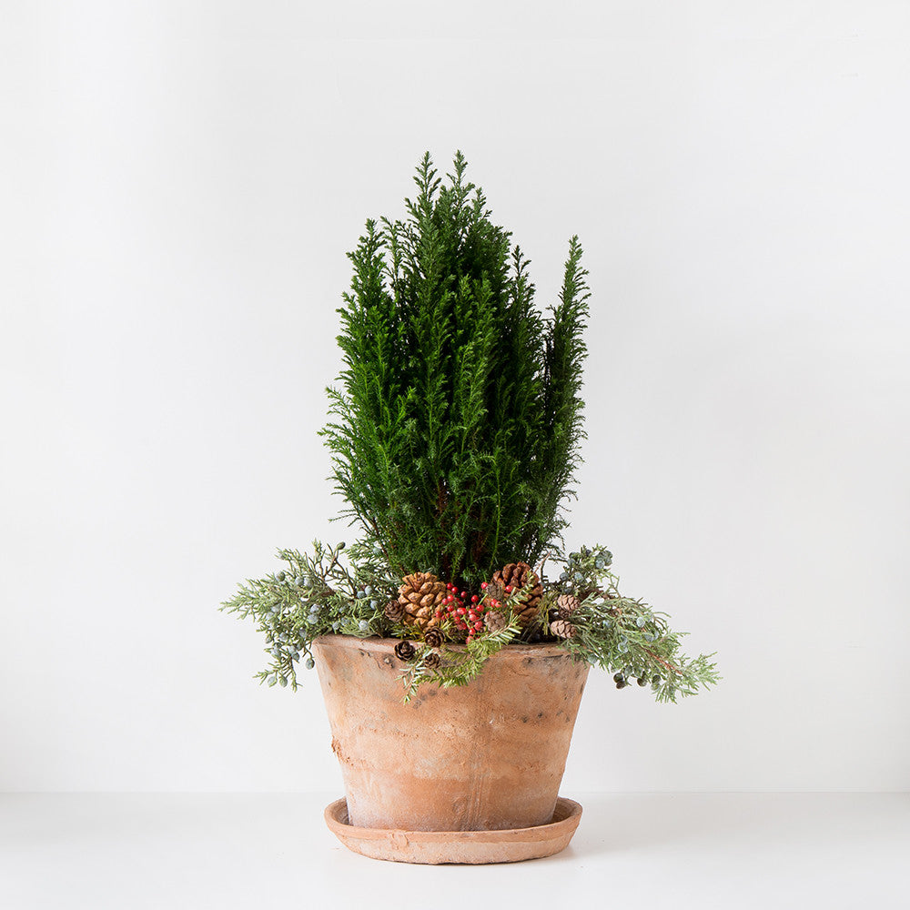 Tannenbaum