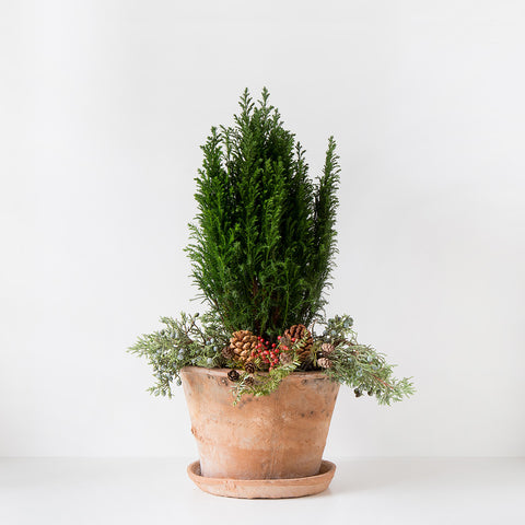 Tannenbaum